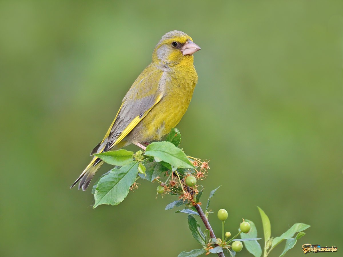 Лиственная птичка