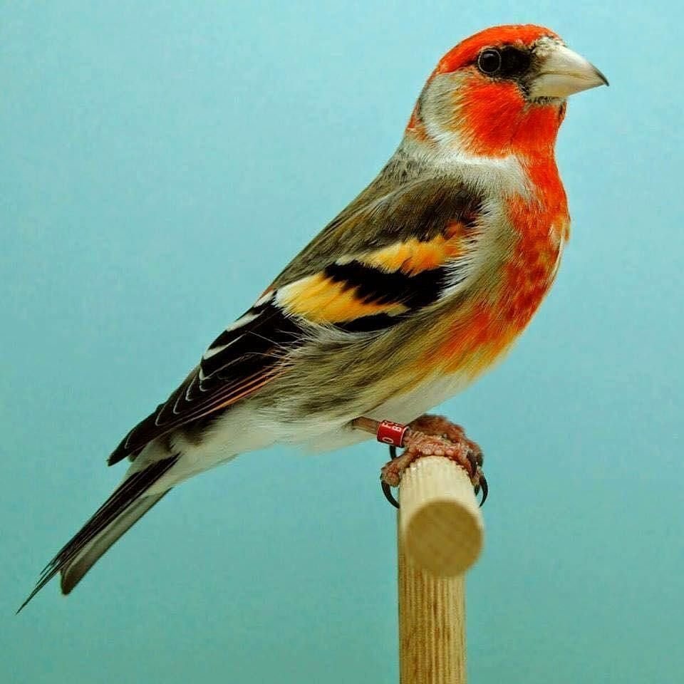 Домашняя канарейка Вьюрковые