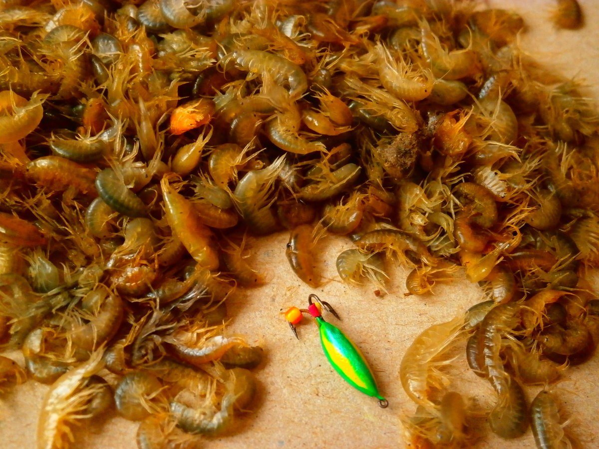 Бокоплав – Озерный гаммарус