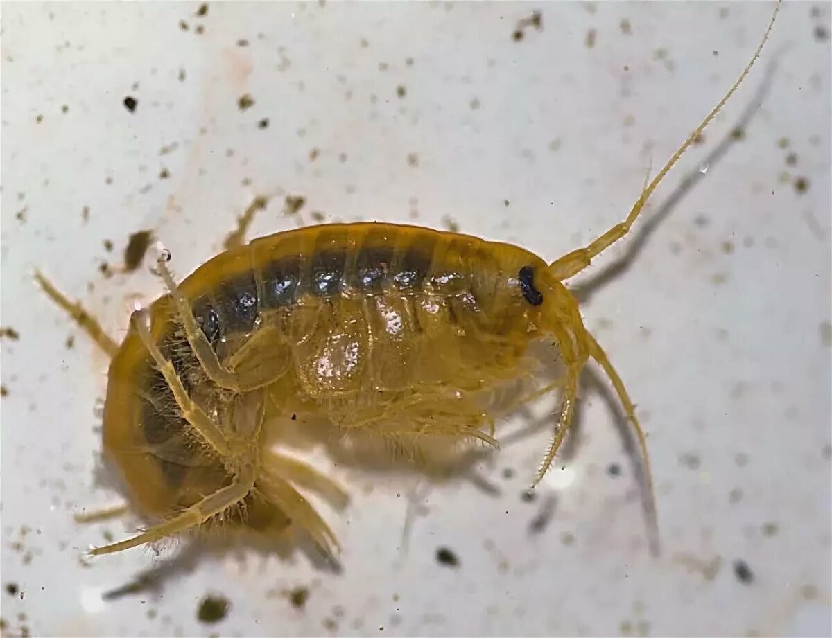 Мормыш гаммарус