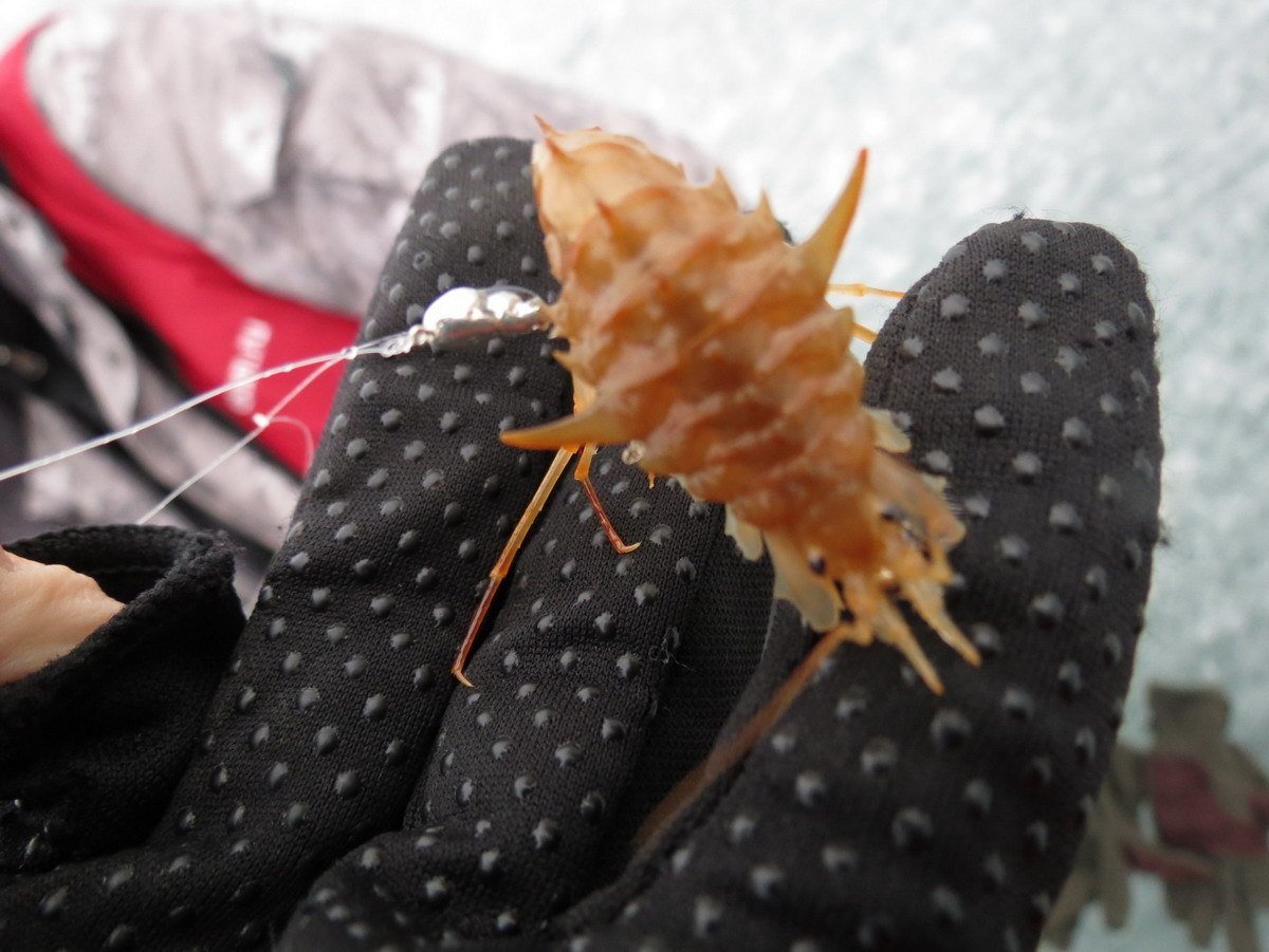 Бормаш бокоплав Байкальский