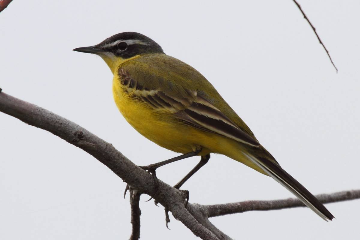 Зеленушка горихвостка