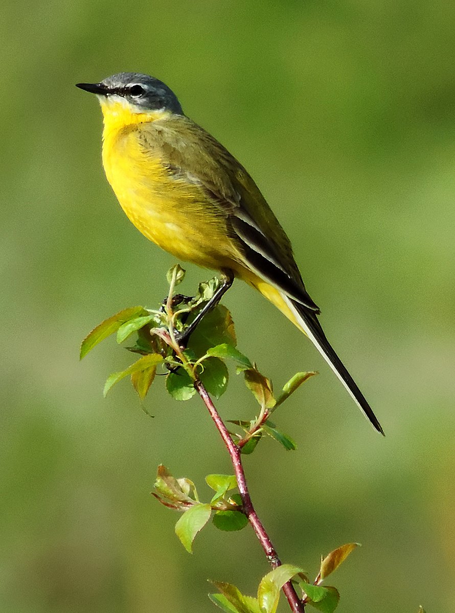 Желтая трясогузка (Motacilla Flava zaissanensis)