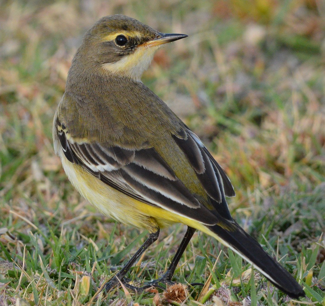Птичка желтая трясогузка
