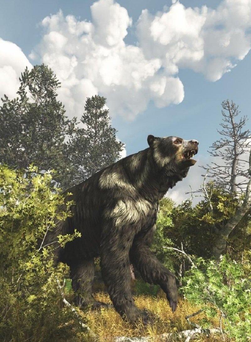 Гигантский Короткомордый медведь