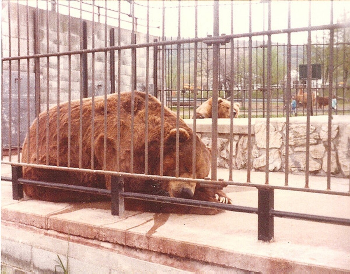 Зоопарк в Берлине медведи