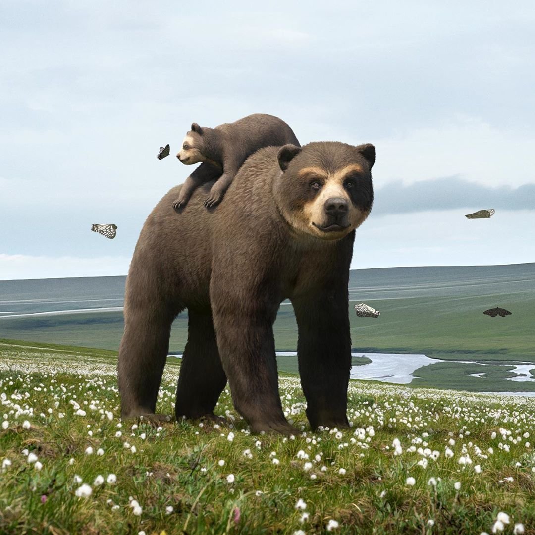 Короткомордый медведь АРК