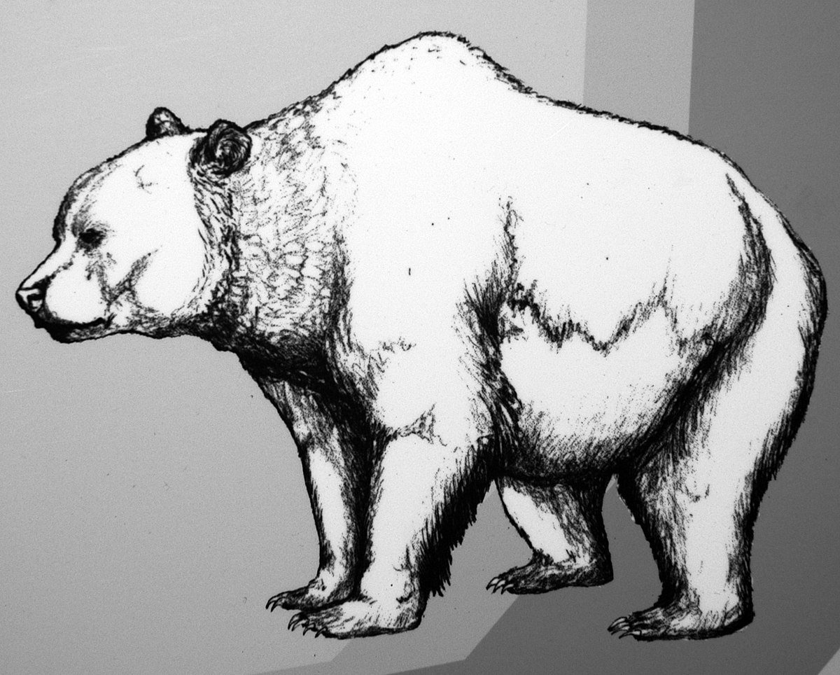Евразийский пещерный медведь