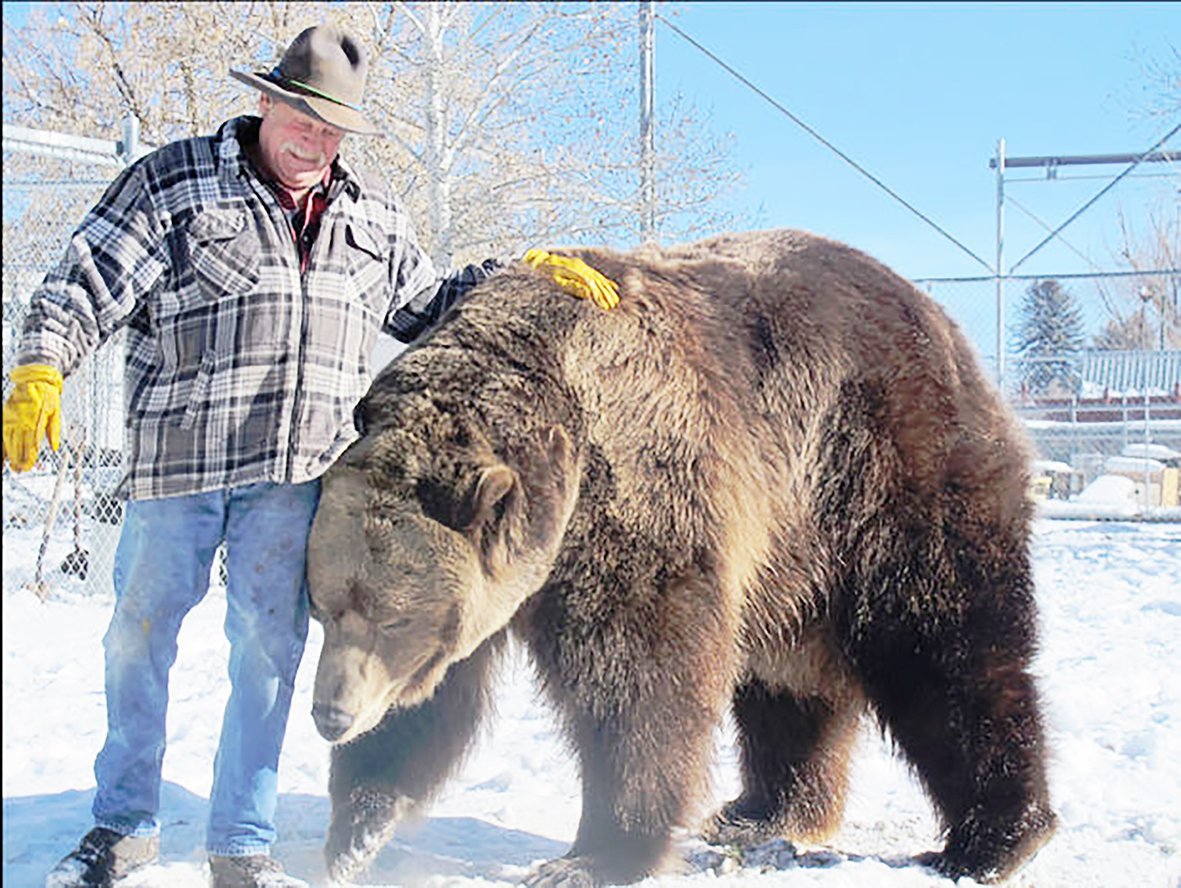 Самый большой в мире медведь Гризли