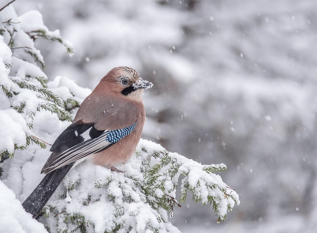 Сойка Сибирская