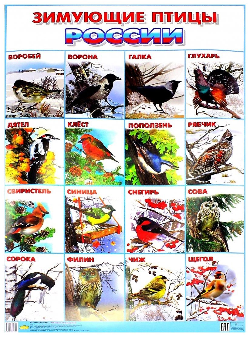 Зимующие птицы России для дошкольников