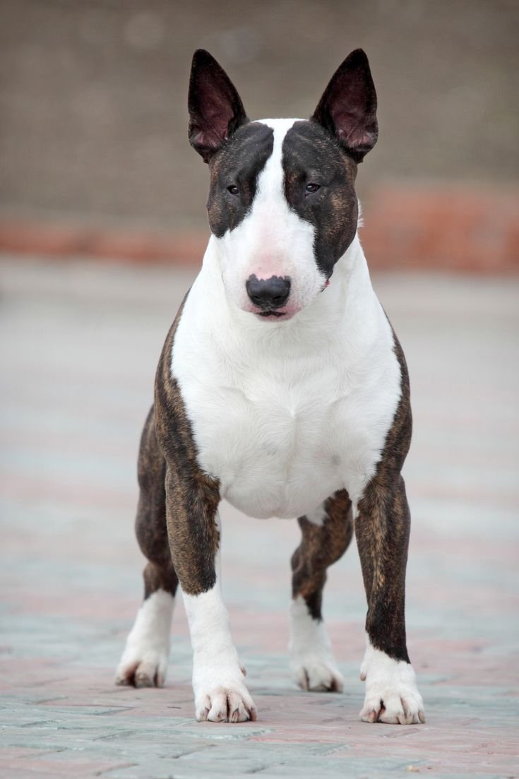 Бультерьер собака