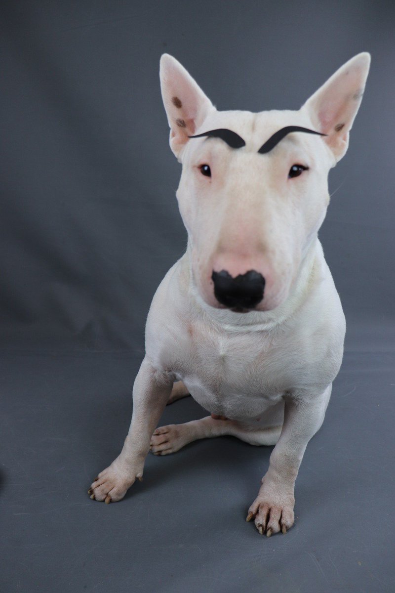 Порода собак с вытянутой мордой