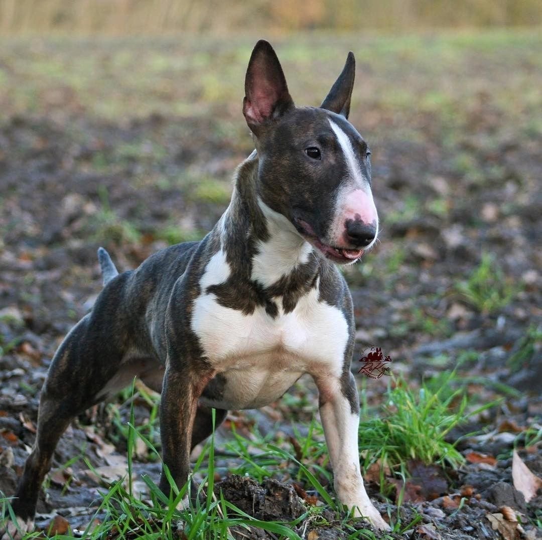 Мини бультерьер Триколор