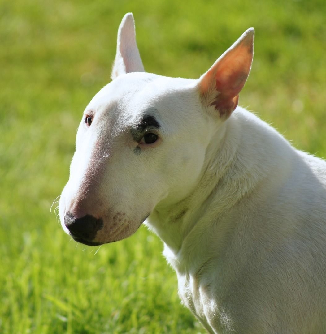 Бультерьер собака