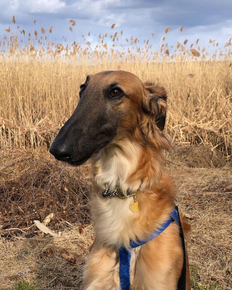 Охотничья борзая собака