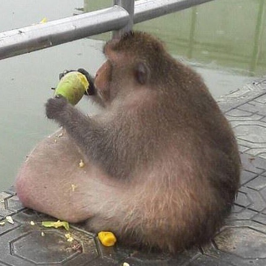 Пузатая обезьяна