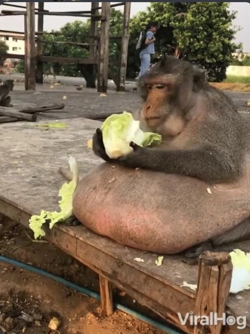 Обезьяна с капустой