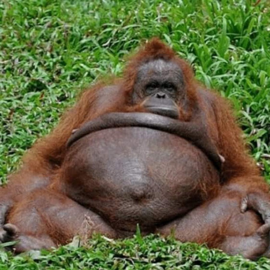 Пузатая обезьяна