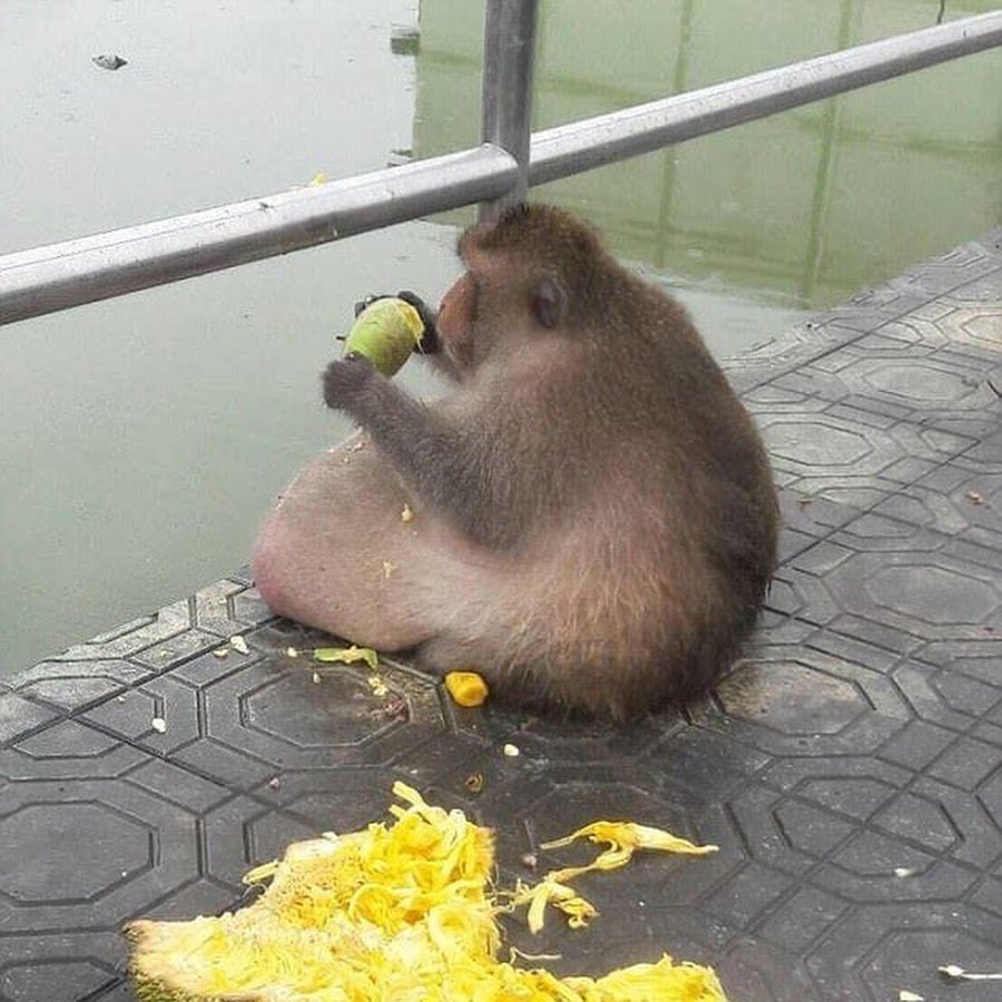 Пузатая обезьяна