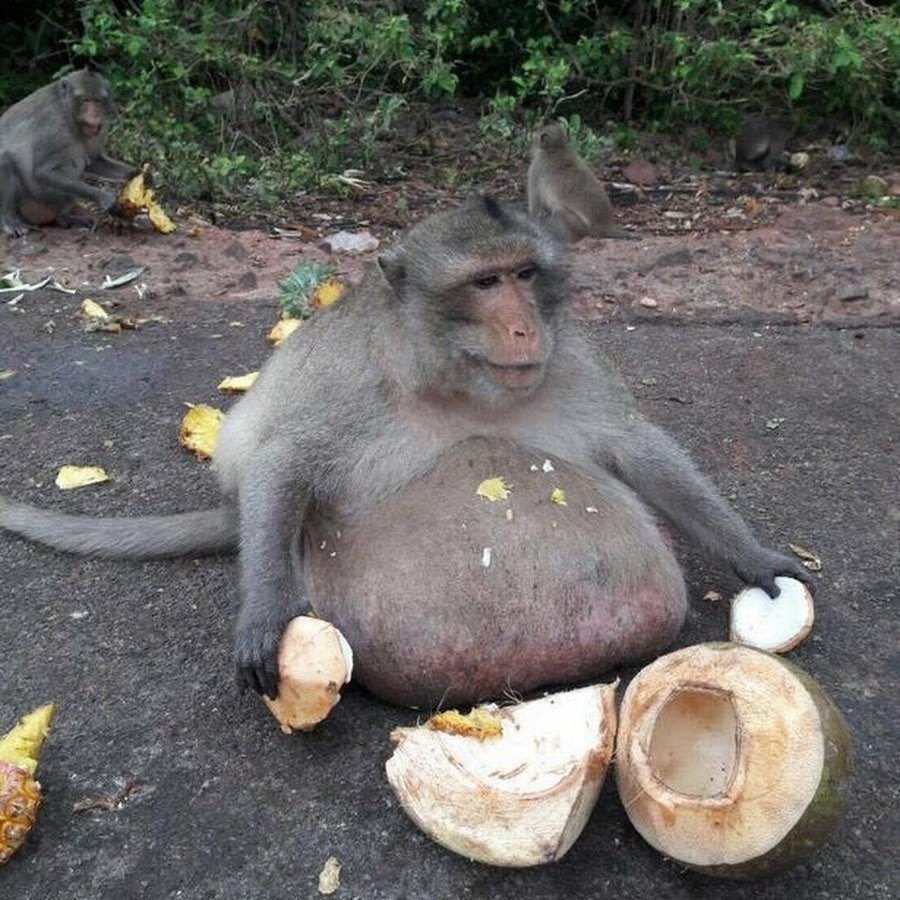 Пузатая обезьяна