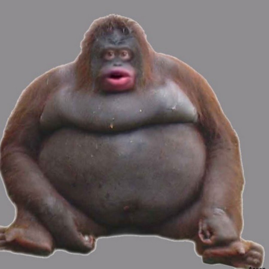 Стинки толстая обезьяна