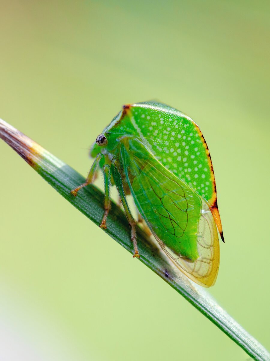 Бодушка бизонья