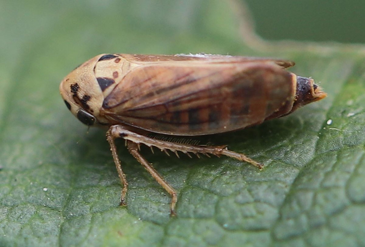Цикадка личинка вредитель нимфа
