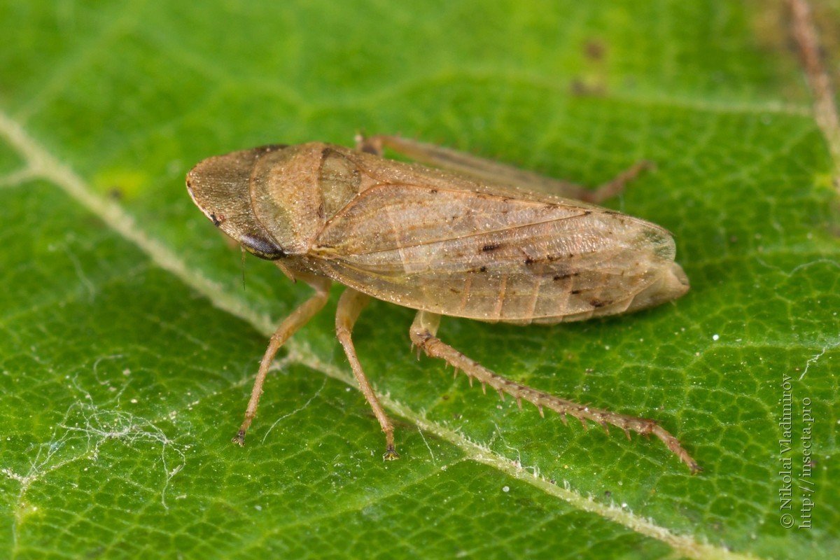 Цикадка бабочка японская