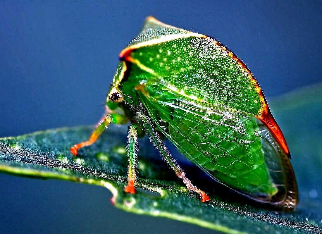 Бодушка бизонья