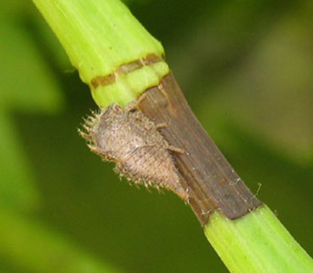 Буйволовидная цикадка зеленая