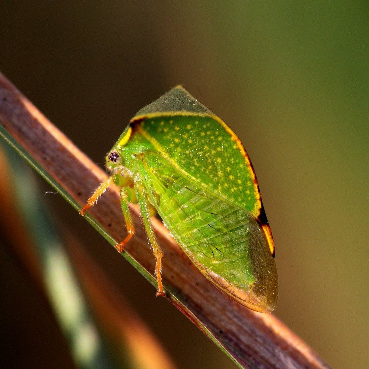Буйволовидная цикадка
