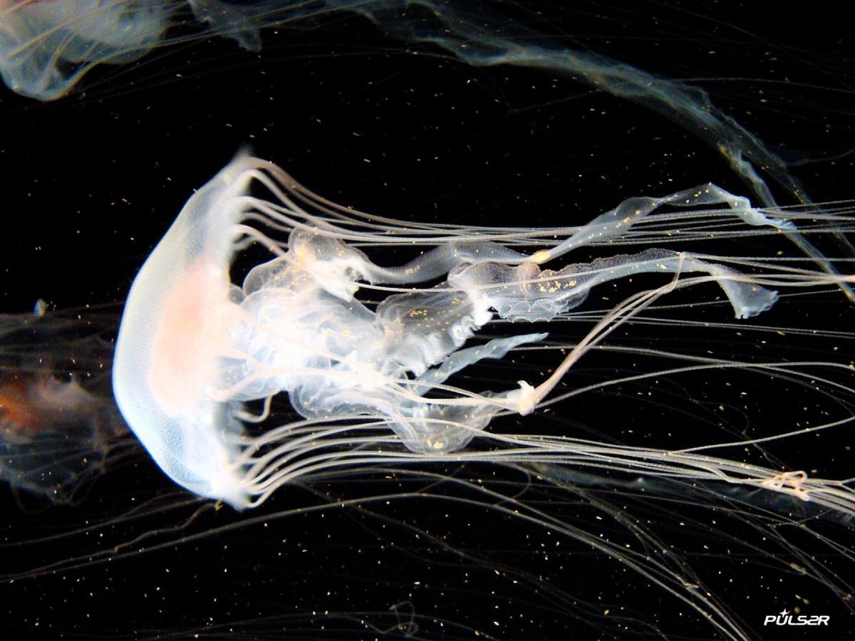 Медуза планктон