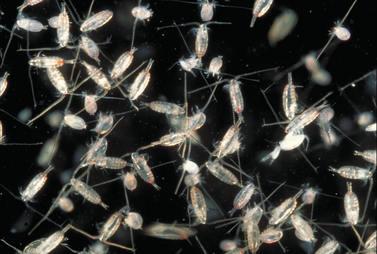 Аквариумный планктон