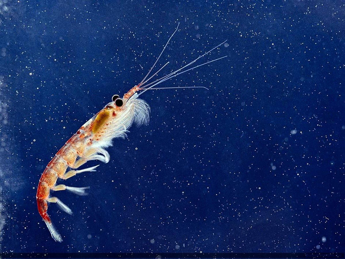 Креветка криль