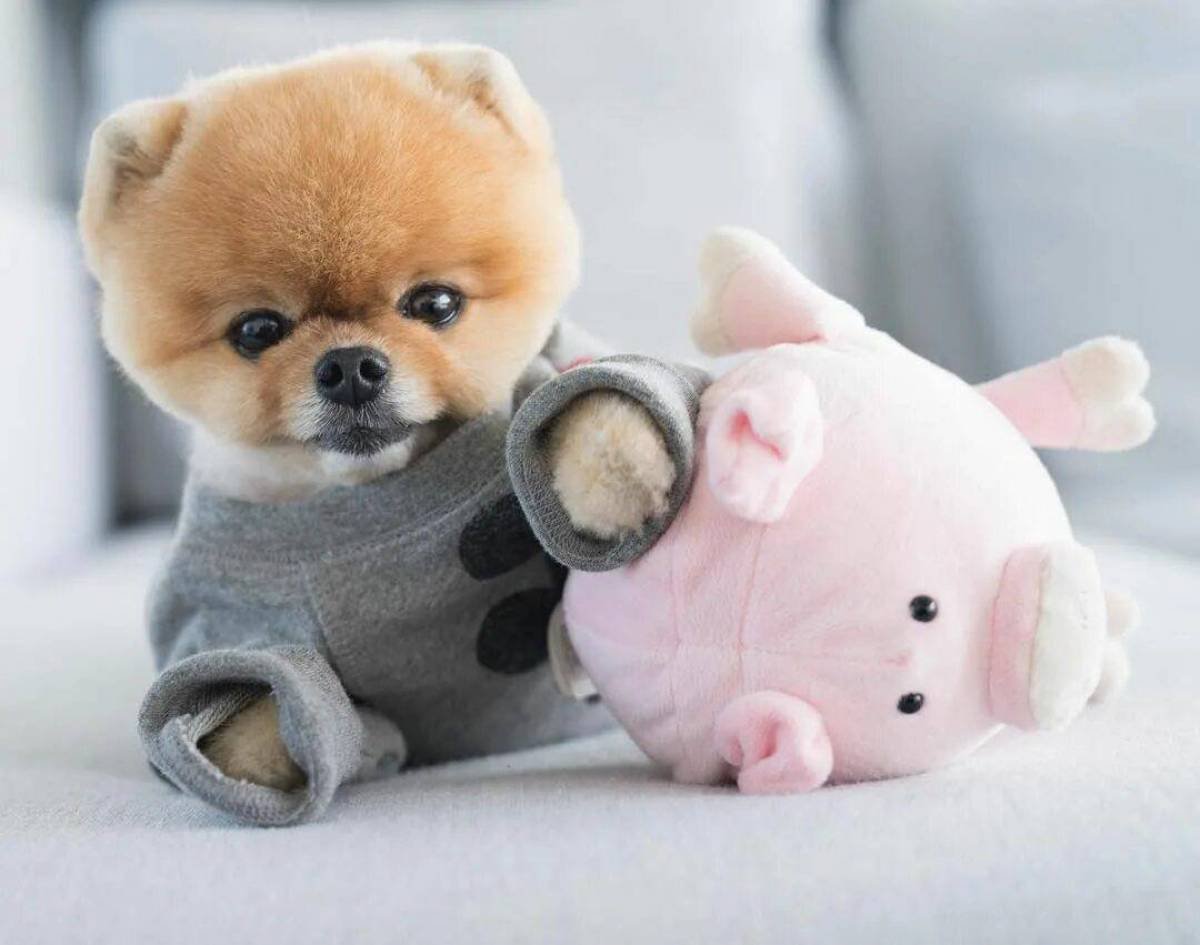 Померанский шпиц Boo