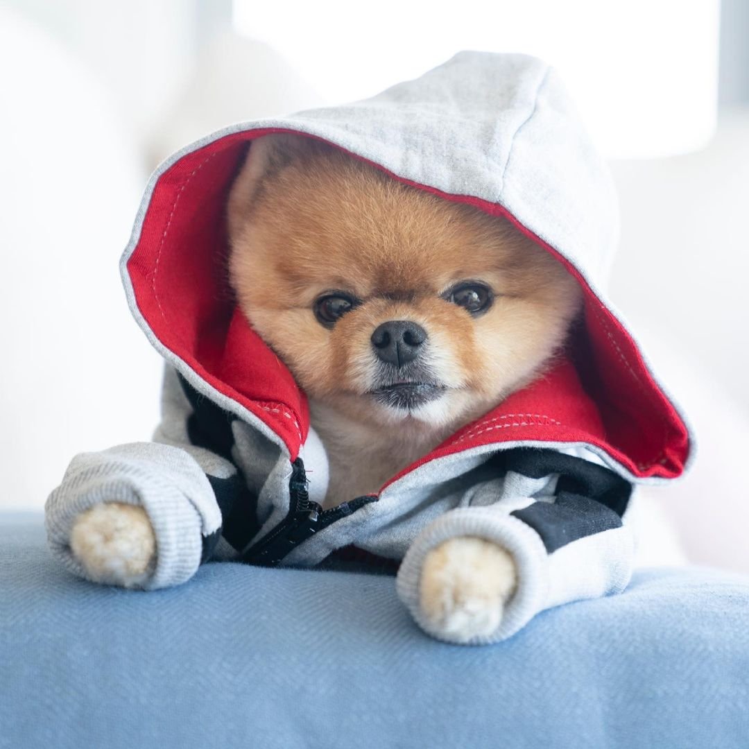 Самая популярныесобака