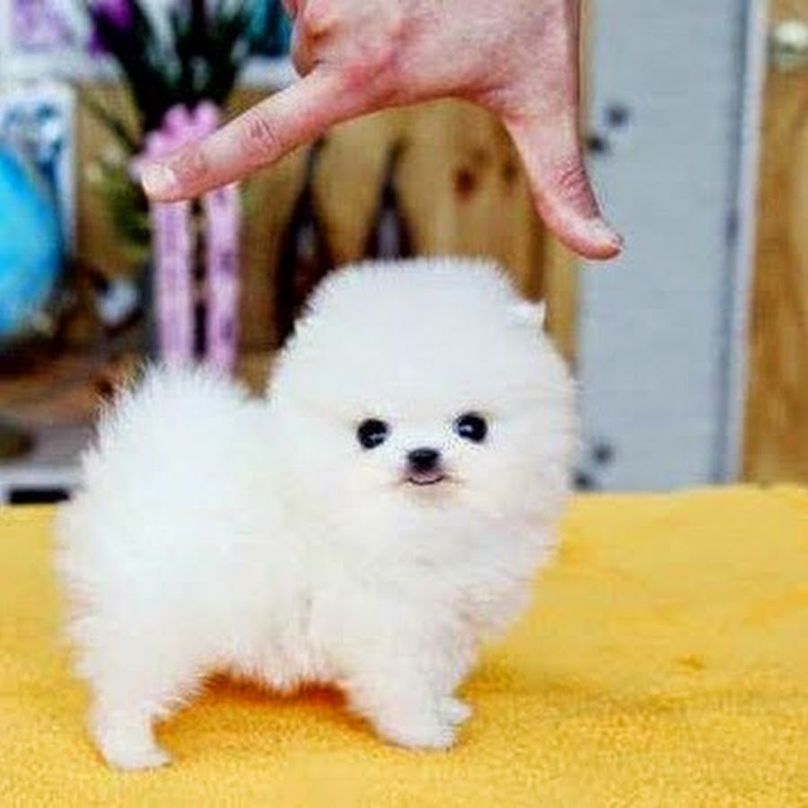 Померанский шпиц белый корейский