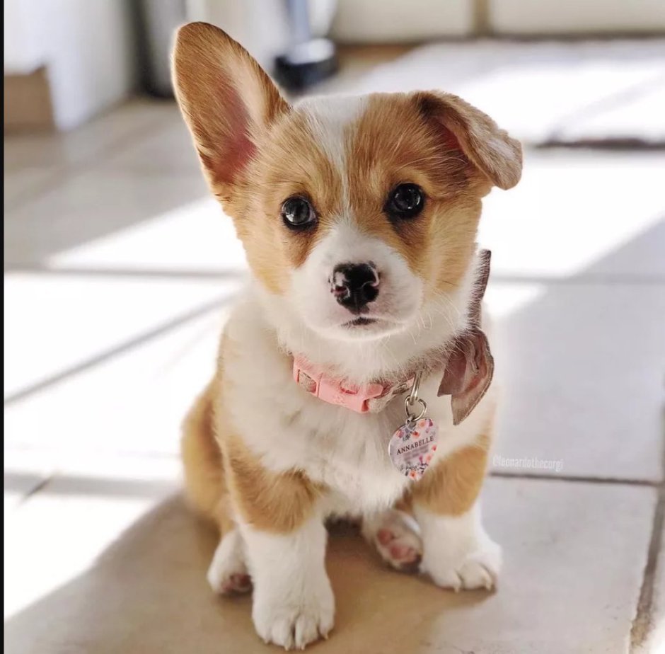 Вельш корги пемброк