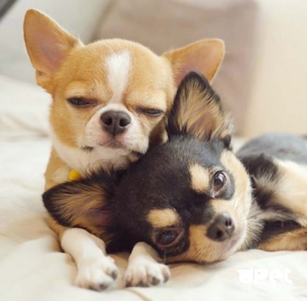 Щеночки чихуахуа