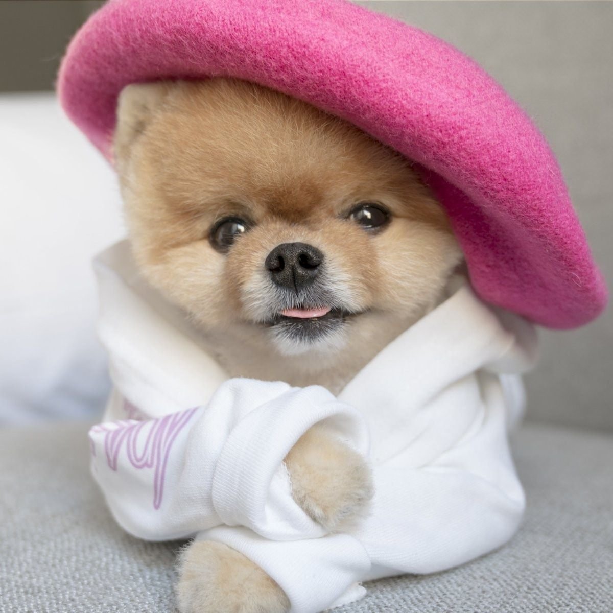 Шпиц jiffpom