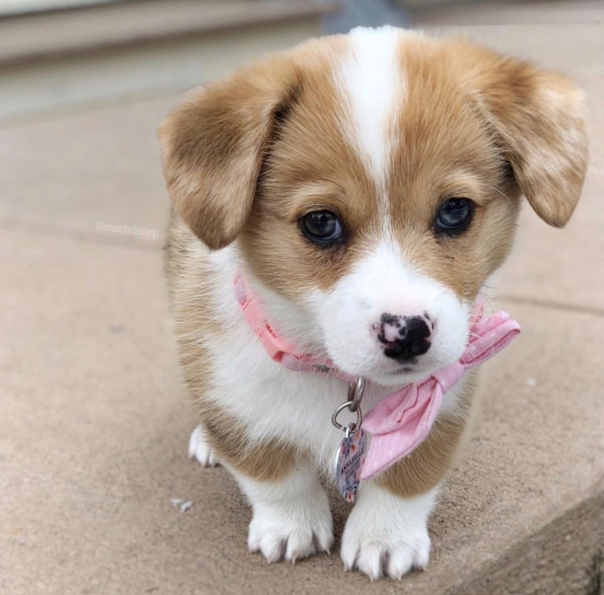 Милые щенки