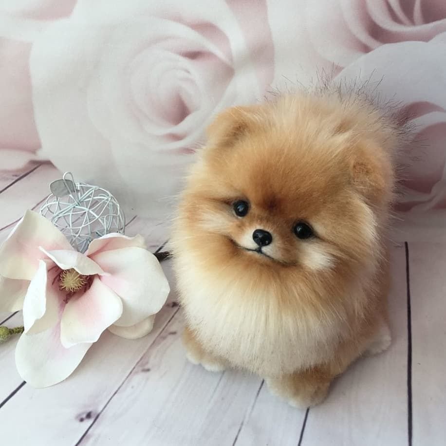 Померанский шпиц настоящий