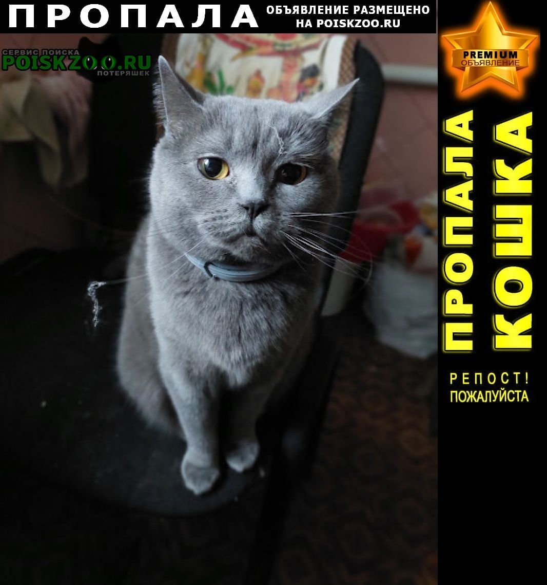 Пропала кошка в центре Адлера
