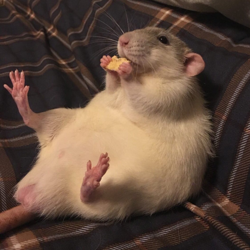 Крыса улыбается