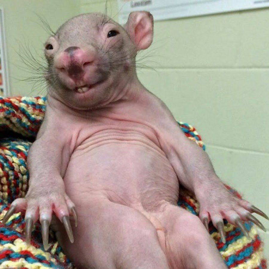 Крыса улыбается