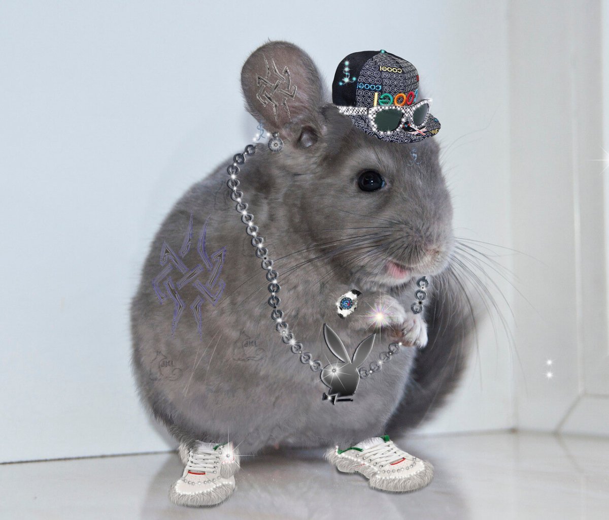 Шиншилла голубой бриллиант