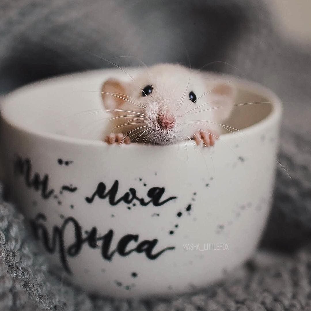 Крыса улыбается