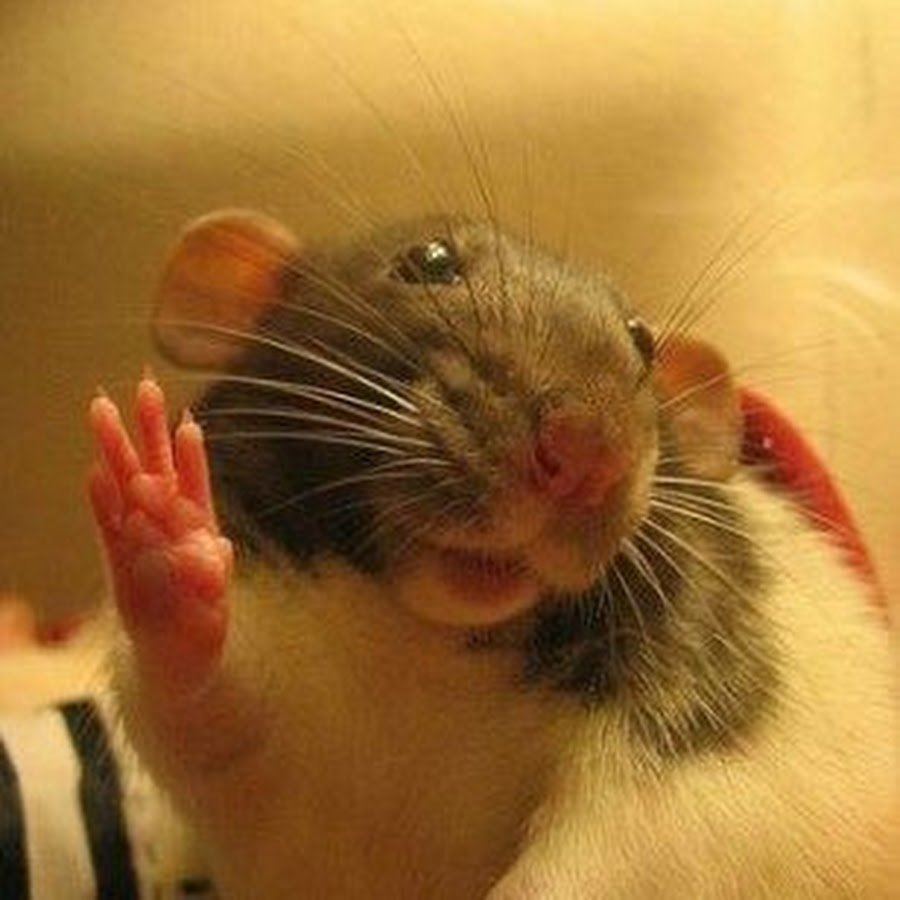 Смешная мышь