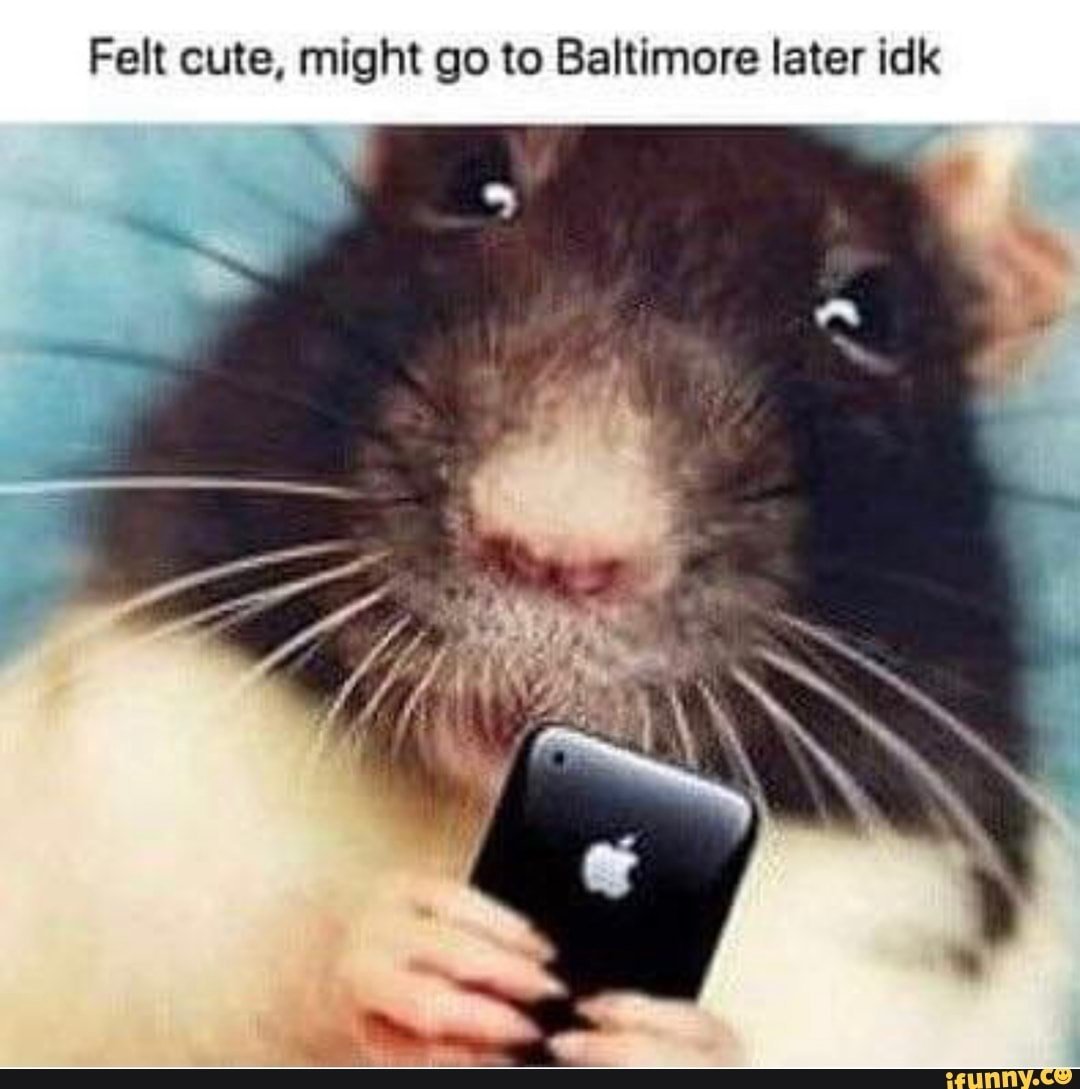 Крыска с телефоном